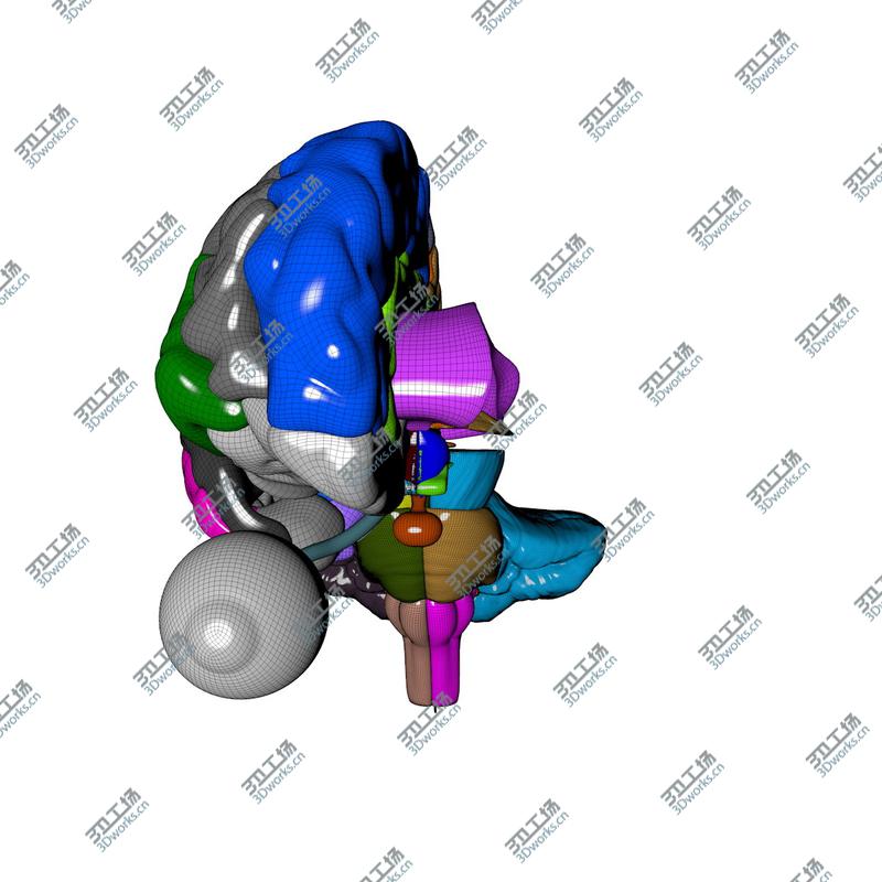 images/goods_img/202104091/Ultimate Human Brain/3.jpg